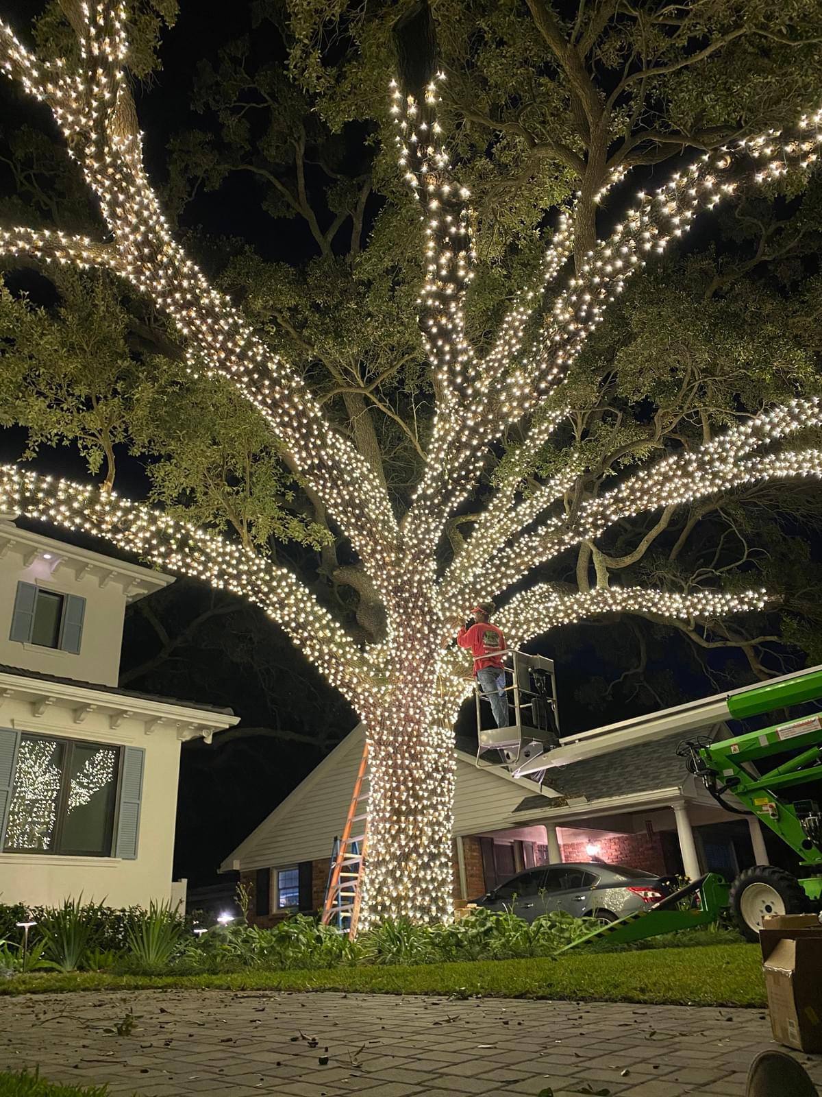 Grand oak tree wrapped in warm white Christmas lights in Tampa