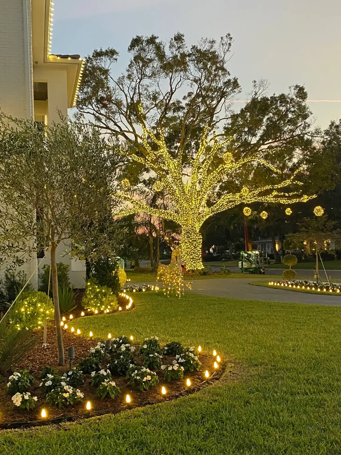 Oak with light spheres and gold uplit garden beds