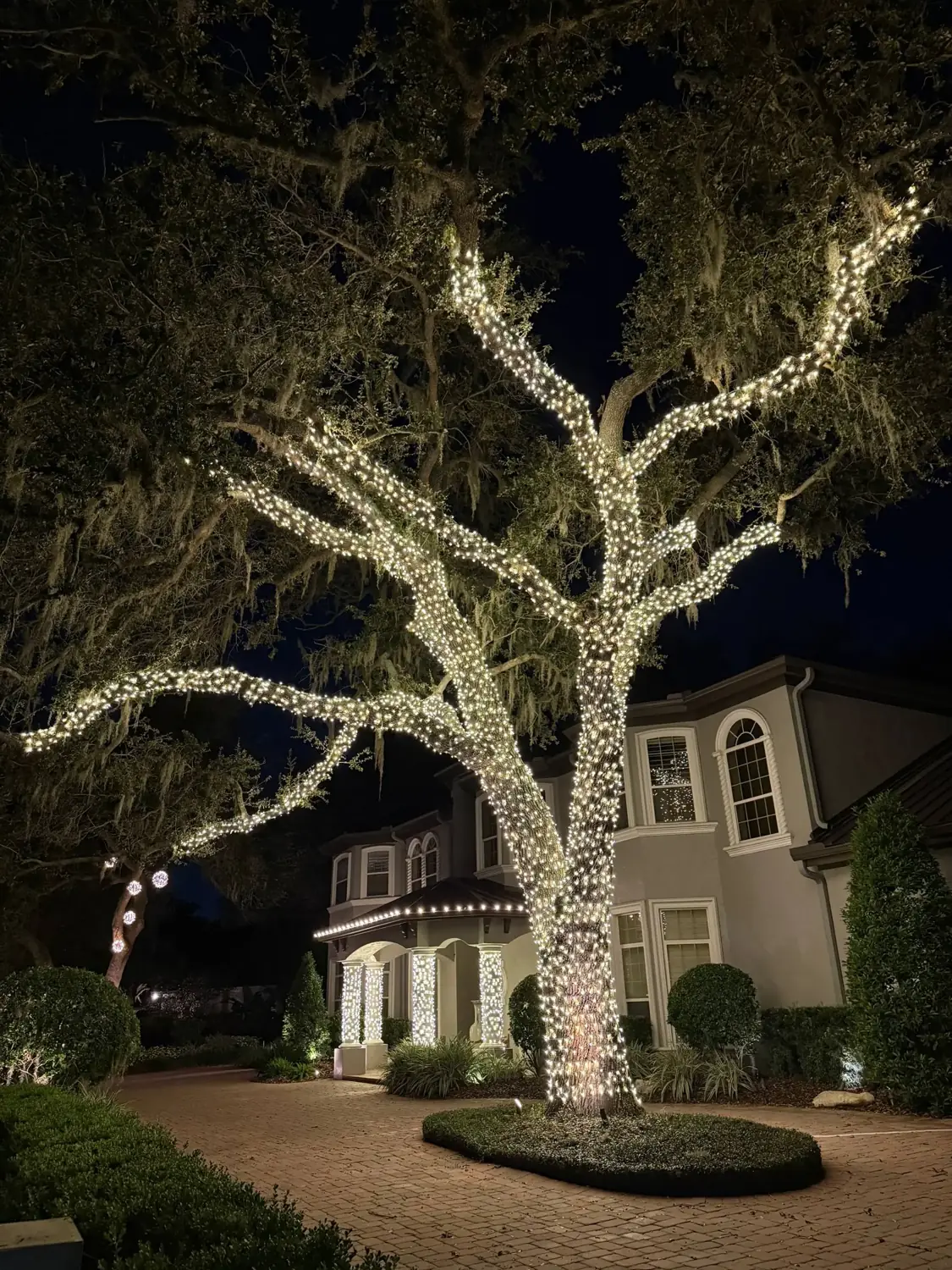 Tall oak fully wrapped in warm white lights over a Tampa home
